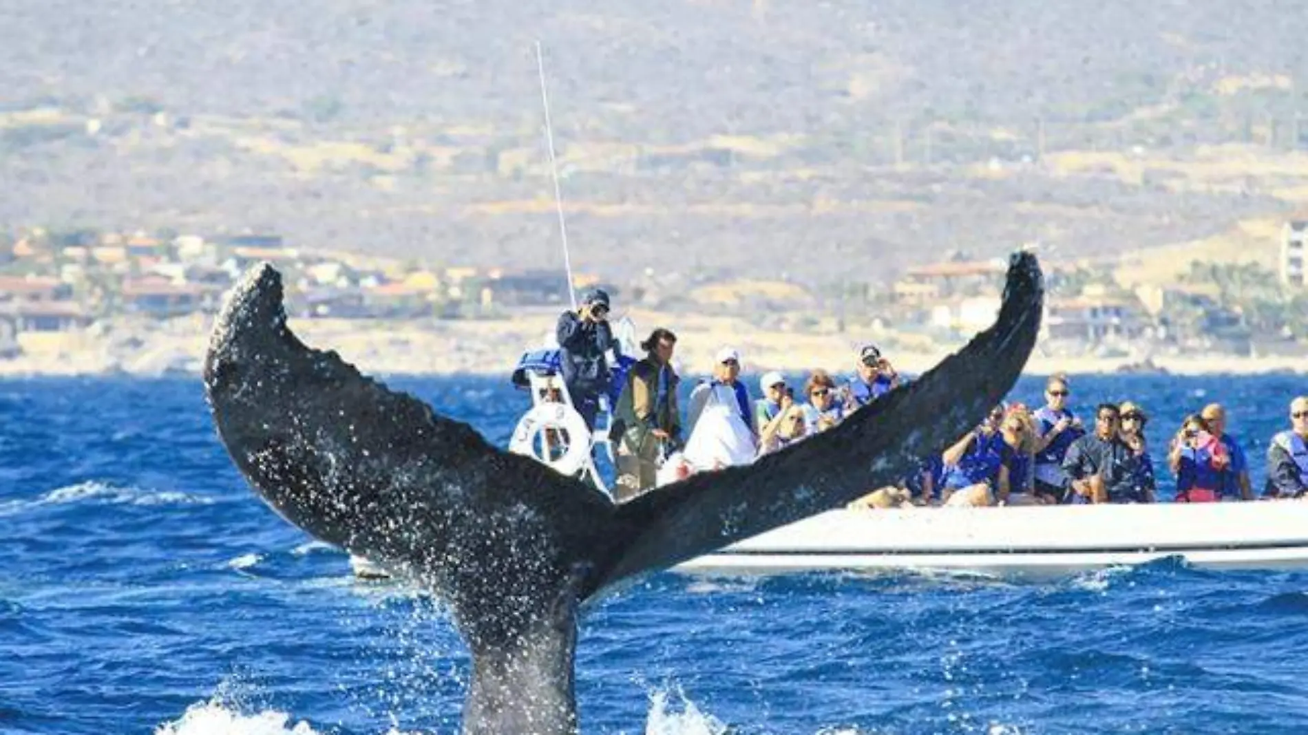 2_ballena sumergiendose